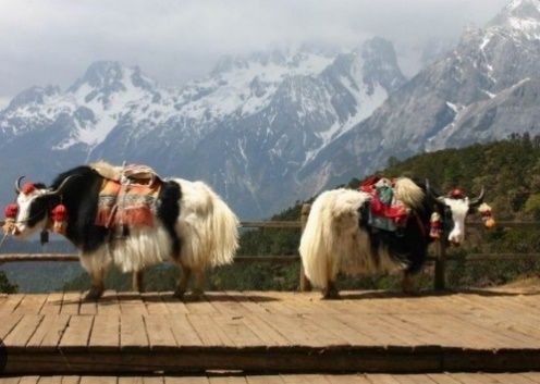 Yaks on a viewing platform below Jade Snow Mountain