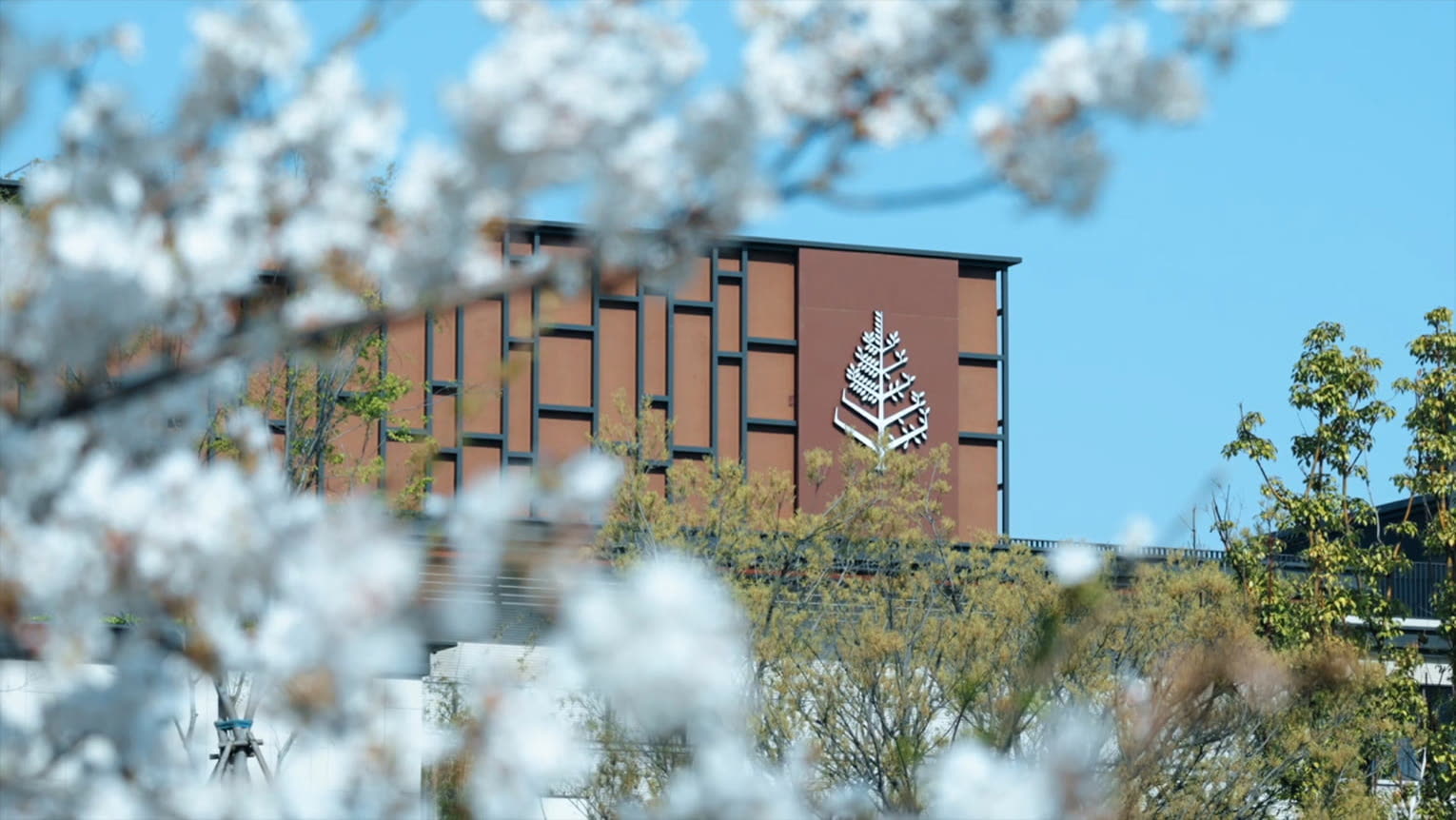 Cherry blossom framing the Four Seasons Suzhou facade in spring