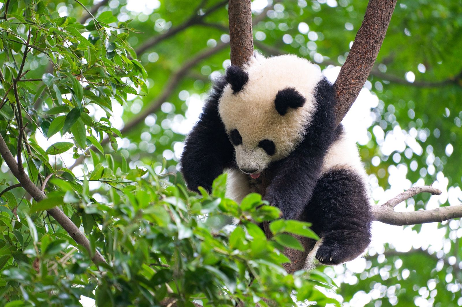 Giant panda cub climbing a tree in Sichuan
